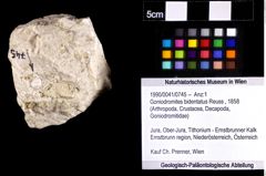 Foto (Objket + Etiketten) von Goniodromites bidentatus (Reuss, 1858) 